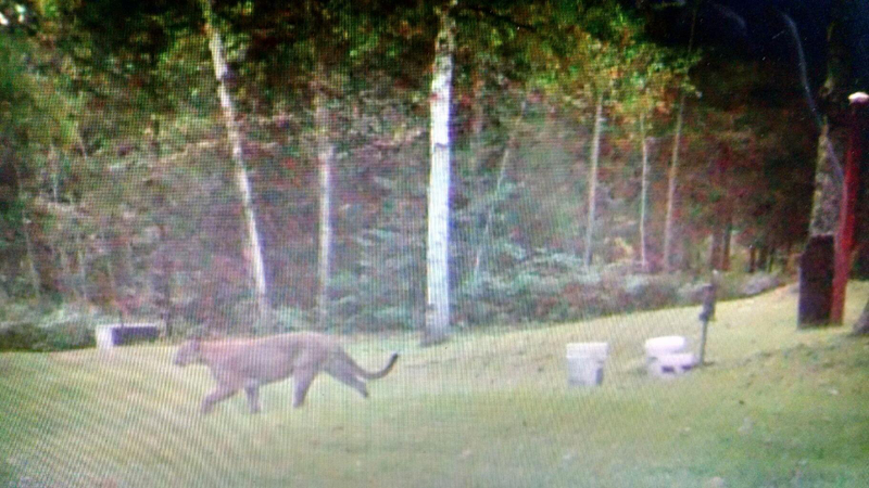 Illustration for article titled Cougars Will Repopulate American Midwest In Next 25 Years